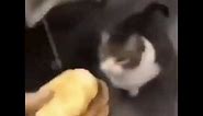 Here Kitty, you can have cheese burger 🍔