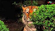 El tigre de Bengala