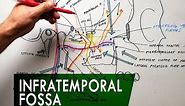 The Infratemporal Fossa - Boundaries & Contents | Anatomy Tutorial