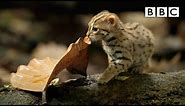 World's smallest cat 🐈- BBC