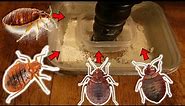 HOMEMADE DIY Bedbug Interceptor Trap = How To Trap Bedbugs Effectively