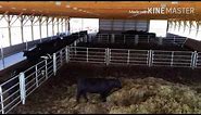 Overview of our cattle barn and feed lot used for black angus