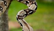 Boa Constrictor