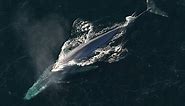 Blue Whale Size Comparison (Infographic) - Ocean Info