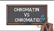 Chromatin Vs Chromatid | What is the Difference? | Pocket Bio |