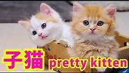 マンチカンの子猫の兄妹が可愛い~ munchkin pretty kittens ~