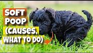 🐶SOFT POOP IN DOGS 💩(Causes and What to Do)
