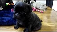 Cutest Pug Puppies Ever!