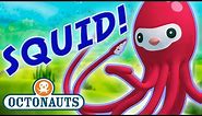 Octonauts - Learn about Squid & Octopuses | Cartoons for Kids | Underwater Sea Education