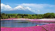 ［HD］Mt.Fuji Lawn Cherry Blossom 富士芝桜まつり 世界遺産に登録の富士山（Fuji World Heritage）花の名所 花見頃