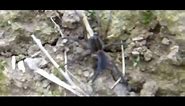 Huge Spiders - Ontario, Canada (Giant Spider at the Wasteland Waterway - Cave Spider)
