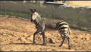 Safari Park Zebras