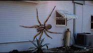 Cane Spider Hawaii