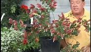 Gardening Plant Care : Shrimp Plant Care