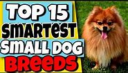 Top 15 Smartest Small Dog Breeds 🐕 Surprisingly Intelligent Small Dogs