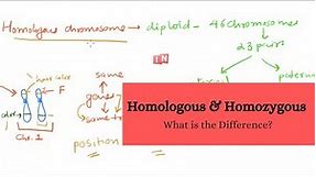 Homologous and Homozygous – What is the Difference?