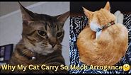 Why My Cat is so Arrogant with No Feelings😰 Funny Cat Videos will Make you Laugh😂Watch till the End🤣