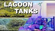 Lagoon Aquarium = Shallow Reef ?
