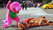 Barney VS T-Rex Epic Fight Prank In NYC!