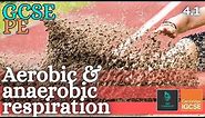 GCSE PE - AEROBIC & ANAEROBIC RESPIRATION - Anatomy and Physiology (Energy & Exercise Effects - 4.1)
