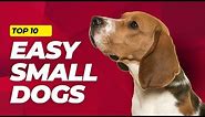 Top 10 EASY Small Dog Breeds That You'll Love - Low-Maintenance Dogs 101