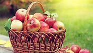 Apple picking 2019: Where to pick your own apples in New Jersey