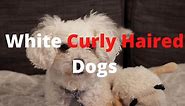 10 Adorable White Curly Haired Dogs Breeds ( With Pictures 2024 )