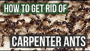 How to Get Rid of Carpenter Ants (4 Simple Steps)