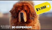 Why Pedigree Dogs Are So Expensive | So Expensive