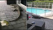 Giant Lizard Lurks in Davie Backyard | NBC 6