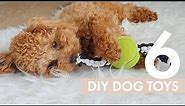 6 Easy DIY Dog Toys your dog will love! | Zuko Toy Poodle