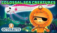 @Octonauts - 🦑 Colossal Creature Hunt 🔍 | 70 Mins+ Compilation | Underwater Sea Education for Kids