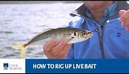 How to rig up live bait - fishing tip with Al McGlashan | Club Marine
