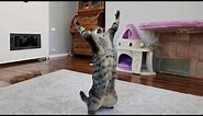 Funniest Cats 😹 Silliest Creature on Earth 😂 Funny Cats Videos 2023