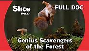 Surprising Role of Squirrels in the Ecosystem | SLICE WILD | FULL DOCUMENTARY