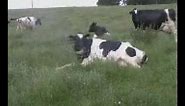 Example of cow getting up in pasture 1