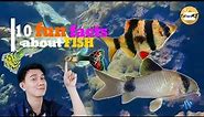 FISH EDUCATION: Top 10 Fun Facts about FISH