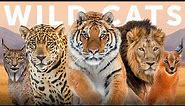 All 40 Species of Wild Cat (Organised by Lineage)