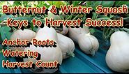 Tips to Grow Amazing Butternut & Winter Squash: Harvesting, Fertilizing, Watering & Keys to Success!