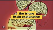 Do you have three brains? (The triune brain theory)