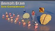 Discover the Secrets of Animal Brains: Brain 3D Size Comparison