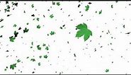 Leaves Falling Animation-White Screen Effect
