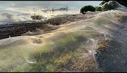 Huge spider web blankets bushland in Australia
