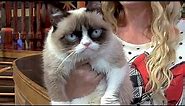 Grumpy Cat at Disneyland, meet-and-greet and interview for Disney Side event