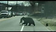 Mama bear crossing the road with cubs video gives moms everywhere all the feels