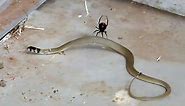Australian Redback Spider Traps and Envenoms Snake