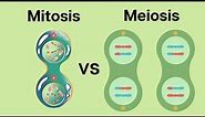 How is Meiosis different than Mitosis?