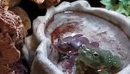 Spring Forward - Dumpy Tree Frog