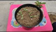How to grow Ice Plant - ice plant transplanting