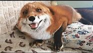 Excited Fox Noises - Fox Laughing and Squeaking